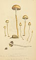 [1, 2 & 3 only] J. Sowerby (1803)